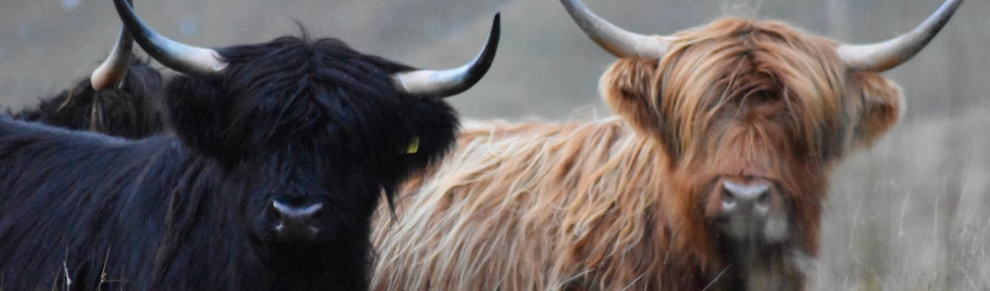 Highland Cows, Glen Lochay, Scotland