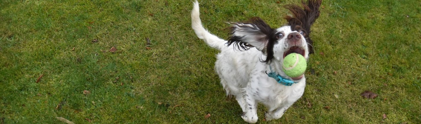 Dog jumping to catch tennis ball