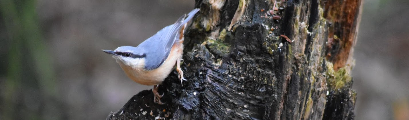 Woodland bird feeding while perched on a tree