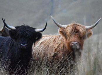 Highland cows, Glen Lochay, Scotland