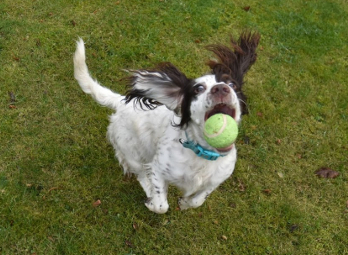 Jumping dog trying to catch a tennis ball