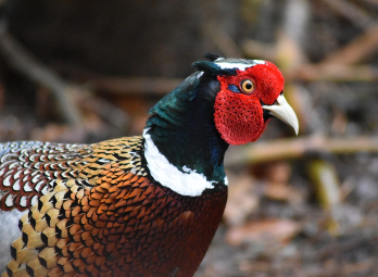 Pheasant walking through woodland