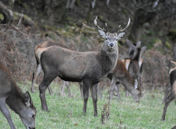 Young stag, red deer, Glen Lochay