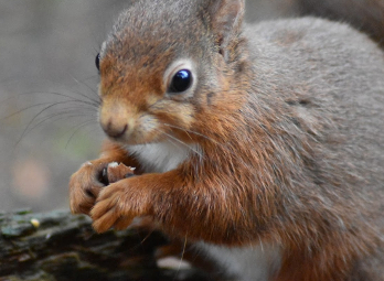 Red Squirrel eating a nut