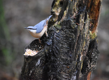 Nuthatch woodland bird feeding while perched on a tree